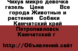 Чихуа микро девочка газель › Цена ­ 65 - Все города Животные и растения » Собаки   . Камчатский край,Петропавловск-Камчатский г.